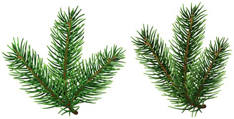 Christmas Tree Branch Png Aaainspire