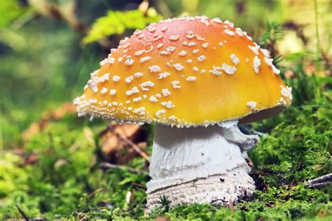 Fungi Mushroom Poisonous Free Stock Photo Public Domain Pictures