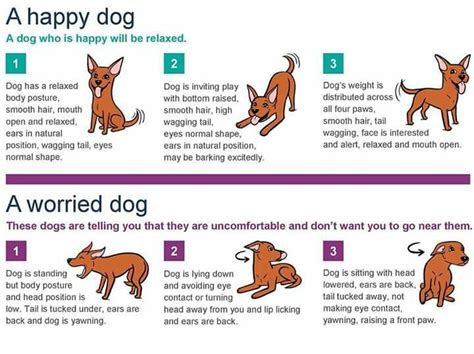 Vet Tips Dog Body Language Boxer Dogs Funny Dog Weight