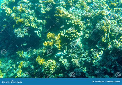 Coral Reef At The Bottom Of The Red Sea Stock Image Image Of Nature