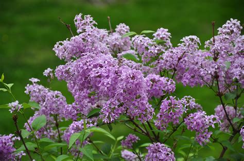 Umd Arboretum And Botanical Garden Persian Lilac A Lilac Diva From