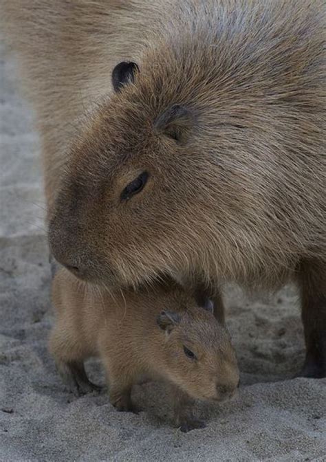 A Baby Capybara Cutest Paw Capybara Animals Cute Animals