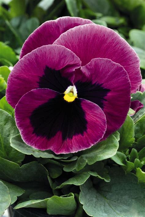 Pansy Plus Inspire Pink Shades Pansies Seed Company Seeds