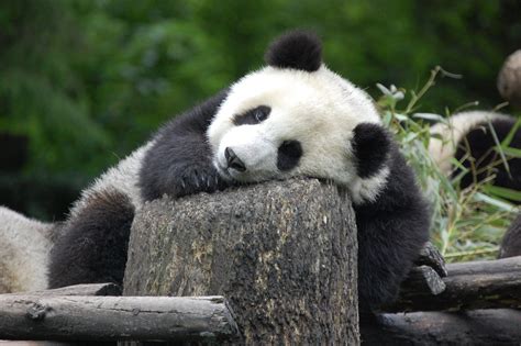 Panda Pandas Baer Bears Wallpapers Hd Desktop And Mobile Backgrounds