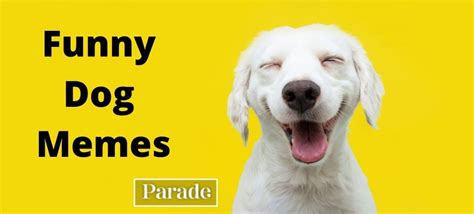 50 Funny Dog Memes Parade