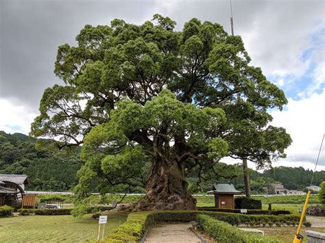 Giant Camphor Tree Of Kawago Teamlab
