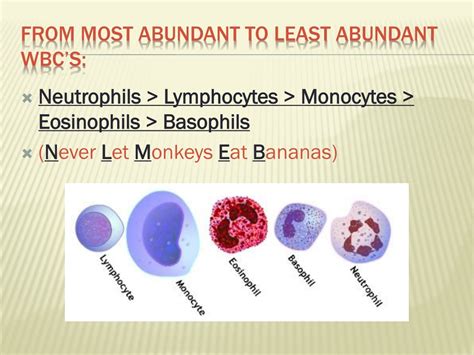Ppt Blood Components Powerpoint Presentation Free Download Id252948