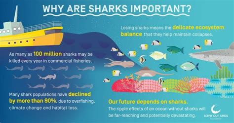 Why Are Sharks Important To The Maldives