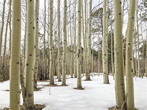 Free Images Tree Branch Snow Winter Wood Sunlight Trunk Birch