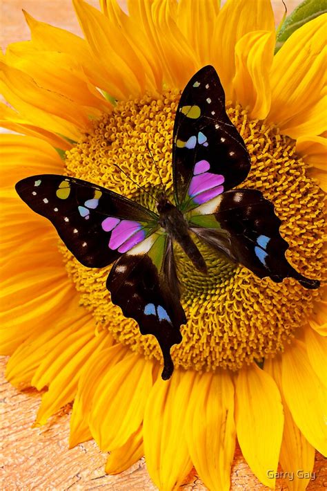 Purple Butterfly On Sunflower By Garry Gay Redbubble