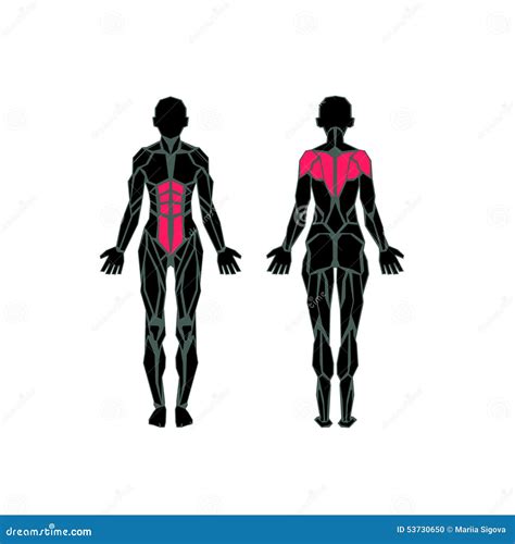Female Anatomy Muscular System