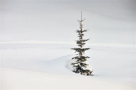 Fir Tree And Lots Of Snow In Winter Kleinwalsertal Austria