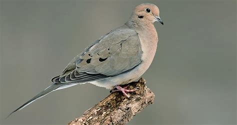 Mourning Dove Sounds All About Birds Cornell Lab Of Ornithology