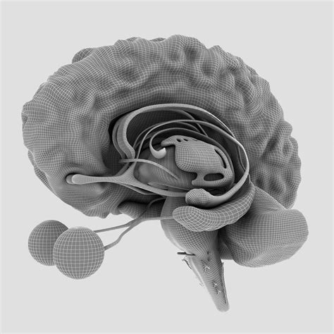 Anatomical Brain With Details Anatomical Brain D Design Art Anatomical