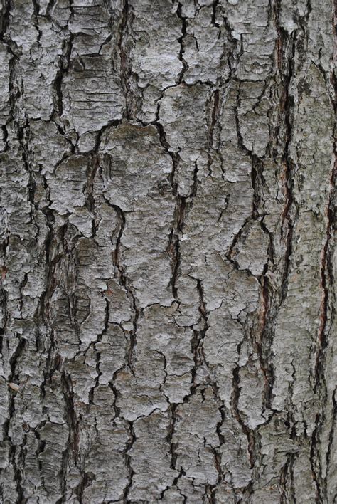Free Images Branch Texture Trunk Birch Soil Grey Tree Bark