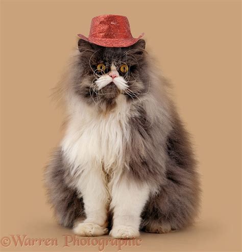 ✓ free for commercial use ✓ high quality images. Persian male cat wearing a cowboy hat photo WP42611