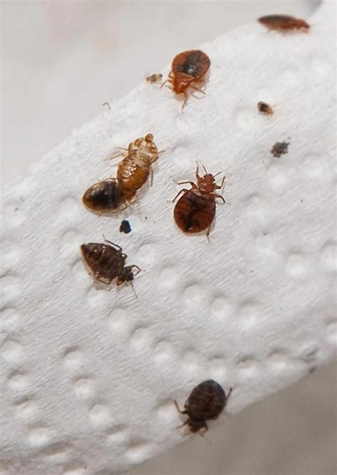 What Causes Bed Bugs Bestpestcontrolproductforhome
