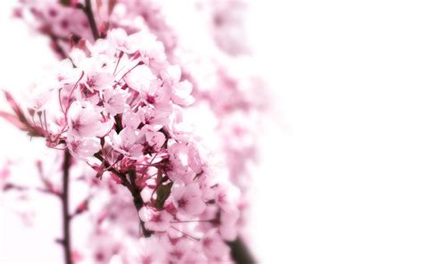 Nature Cherry Blossoms Flowers Pink Wallpaper 1680x1050 304944