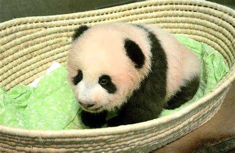 Japans Baby Panda Now Has A Name Xiang Xiang Or Fragrance Ap News