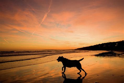 A Dog On The Beach At Sunset Photograph By Carl D Walsh Fine Art America