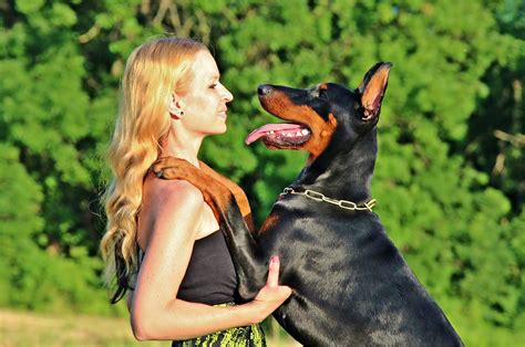 Doberman Pinscher Breed Overview Temperament Training And Care Tips