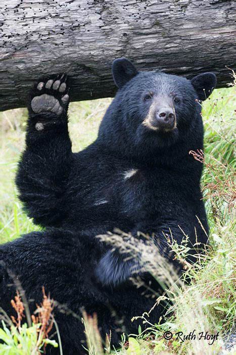 Bear Waving Bear Black Bear American Black Bear
