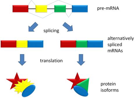 Rosalind Glossary Protein Isoform