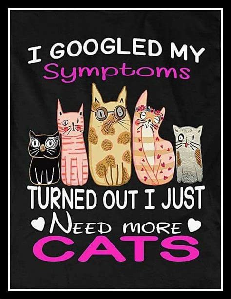 Pin By Kathy Light On I Might Be That Crazy Cat Lady Crazy Cats Cats