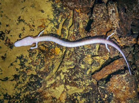 Rare European Cave Salamander Stayed In The Same Spot For Seven Years The Independent The