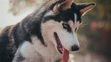 Download Wallpaper 1920x1080 Husky Dog Pet Protruding Tongue Cute