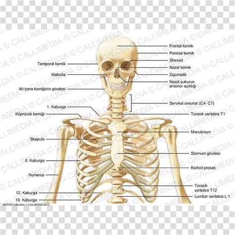 The skull contains 28 human baby brains are unusually large by mammalian standards, so some sort of compromise during. clipart neckbones 10 free Cliparts | Download images on ...
