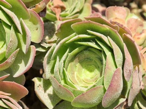 Green And Pink Succulent Plant Stock Image Image Of Plant Nature