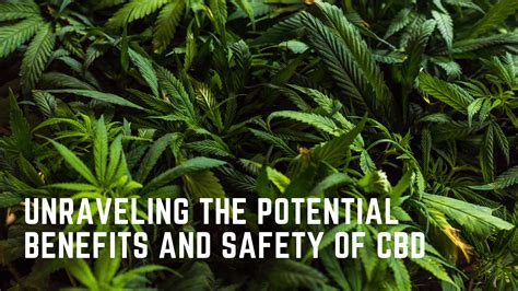 Unraveling The Potential Benefits And Safety Of Cbd Canna Bliss