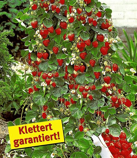 Kletter Erdbeere Hummi 3 Pflanzen Erdbeeren garten Schöne