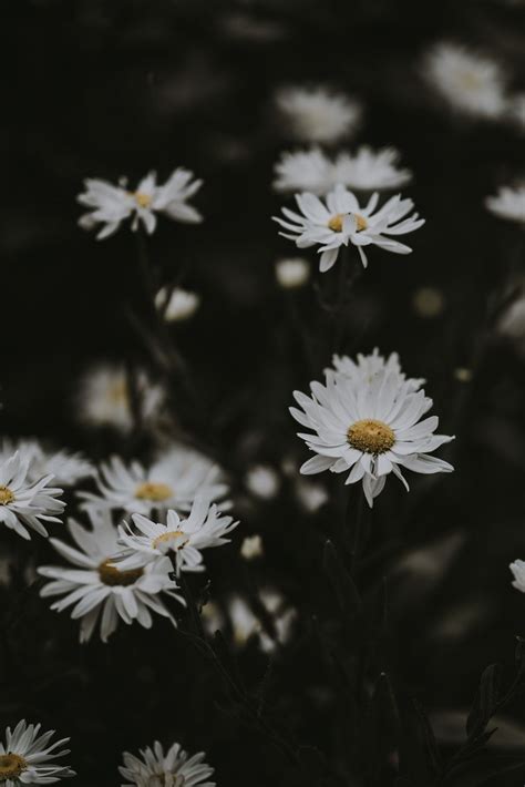 20 Excellent Daisy Flower Wallpaper Aesthetic You Can Save It At No