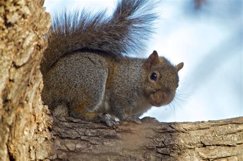 3840x2160 Resolution Selective Focus Photography Of Brown Squirrel On