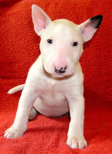 Gch Cambrias Kid N Play Kid Bull Terrier Puppy Terrier Puppies