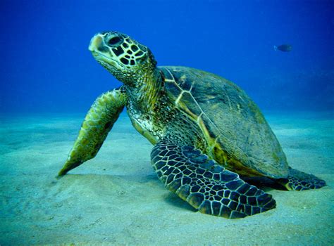 Green Sea Turtle Wild Life World
