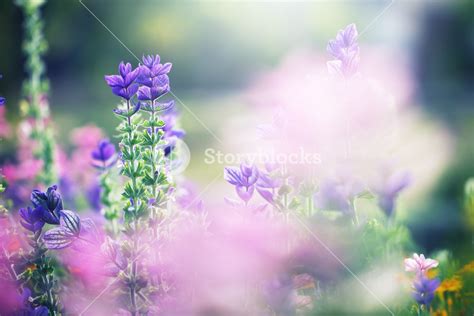 Soft Pink Meadow Flowers On Green Natural Field Background Royalty Free