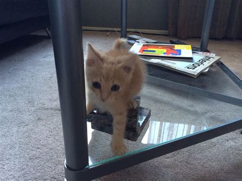 After all, aslan kind of did the whole good news thing in the lion, the witch, and the wardrobe. Prince Caspian | Prince caspian, Kittens, Prince