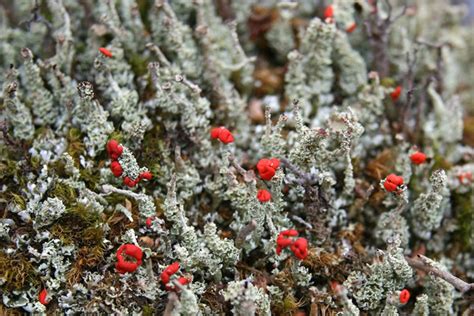 Red Capped Lichens Free Stock Photos Rgbstock Free Stock Images
