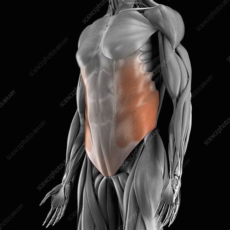 External Oblique Muscle Artwork Stock Image C0202132 Science