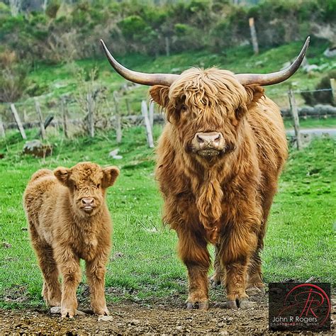 Highland Cattle Even Though I Am Most Definitely A ‘city