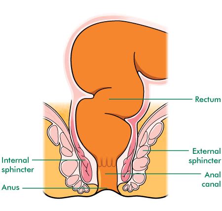 Anal Sex Cross Section