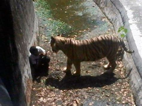 El triste vídeo del ataque del tigre de bengala al hombre cae en la