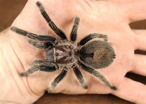 First of yes, i have a 3 lasiodora parahybana and they are grate pets for anyone, i also have a chilean rose and avicularia minatrix, if u decide to get. Rose-haired Tarantula | Sharon Audubon Center