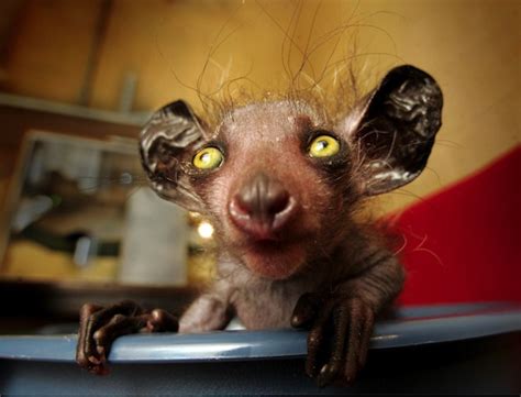 12 Really Ugly Animals We Love
