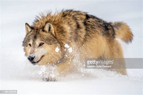 Wolf Prowling Photos And Premium High Res Pictures Getty Images
