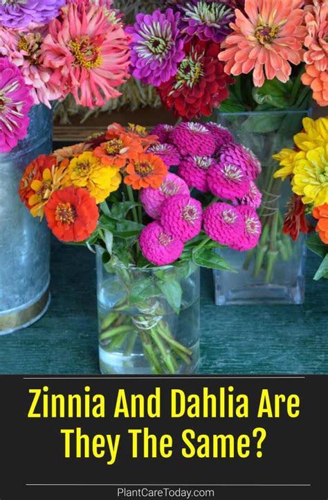 What Are The Differences Between Zinnia And Dahlia Plants