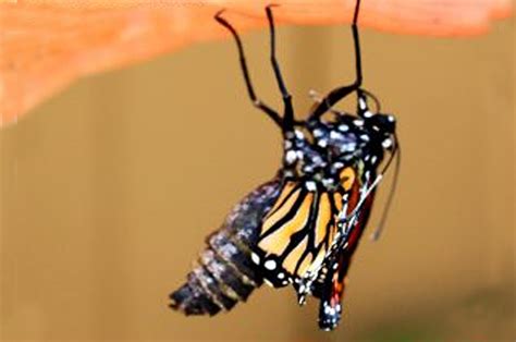 Monarch Butterfly Emerging From Chrysalis On Succulcent Awesome